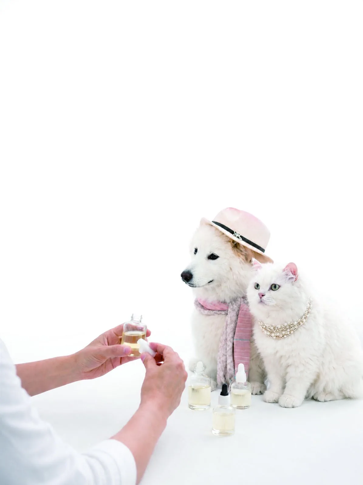 戴草帽的白犬