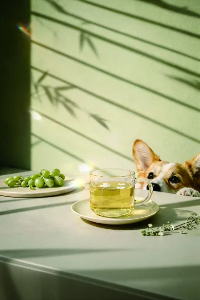 茉莉青提